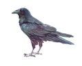 Watercolor single crow animal isolated