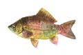 Watercolor single Crucian fish animal isolated Royalty Free Stock Photo