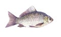 Watercolor single Crucian fish animal isolated