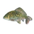 Watercolor illustration, single Crucian fish, carp, animal isolated on a white background . Royalty Free Stock Photo