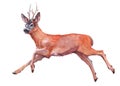 Watercolor single deer animal