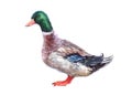 Watercolor single duck animal Royalty Free Stock Photo