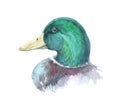 Watercolor single duck animal isolated Royalty Free Stock Photo