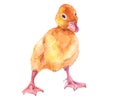 Watercolor single duck animal isolated on a white background. Royalty Free Stock Photo