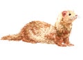 Watercolor single ferret animal isolated