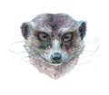 Watercolor single ferret animal isolated