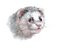 Watercolor single ferret animal isolated