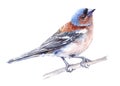 Watercolor single finch animal isolated