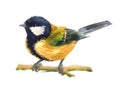 Watercolor single finch animal isolated