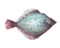 Watercolor single flounder fish animal isolated Royalty Free Stock Photo