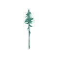 Watercolor single forest Spruce. Christmas tree