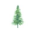Watercolor single forest Spruce. Christmas tree