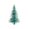 Watercolor single forest Spruce. Christmas tree