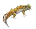 Watercolor single gecko animal isolated