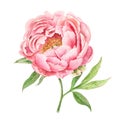 Watercolor single gentle peach peony isolated. Pink garden flower in realistic botanical style