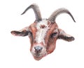 Watercolor single goat animal isolated