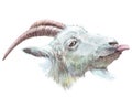 Watercolor single goat animal isolated