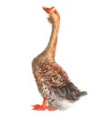 Watercolor single Goose animal isolated Royalty Free Stock Photo