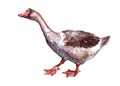 Watercolor single Goose animal Royalty Free Stock Photo