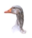 Watercolor single Goose animal isolated Royalty Free Stock Photo