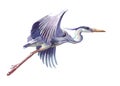 Watercolor single heron animal isolated