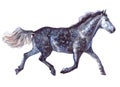 Watercolor single horse animal isolated