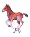 Watercolor single horse animal isolated