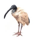 Watercolor single ibis animal isolated Royalty Free Stock Photo