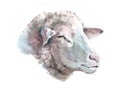 Watercolor single lamb animal isolated