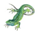 Watercolor single lizard animal isolated Royalty Free Stock Photo