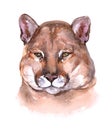 Watercolor single lynx animal isolated