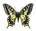 Watercolor single Machaon butterfly insect