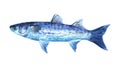 Watercolor single mackerel fish animal isolated