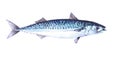 Watercolor single mackerel fish animal isolated