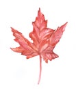 Watercolor single maple leaf isolate