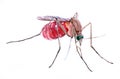 Watercolor single mosquito insect animal isolated