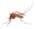 Watercolor single mosquito insect animal isolated