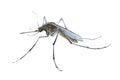 Watercolor single mosquito insect animal