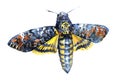 Watercolor single moth insect animal
