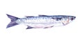 Watercolor single mullet fish animal isolated Royalty Free Stock Photo