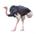 Watercolor single ostrich animal isolated