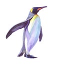 Watercolor single penguin animal isolated