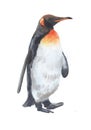 Watercolor single penguin animal isolated