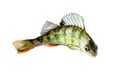 Watercolor single perch fish isolated