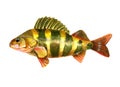 Watercolor single perch fish isolated Royalty Free Stock Photo