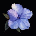 Watercolor, Single Periwinkle Flower isolated on black background Royalty Free Stock Photo