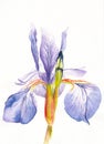 Watercolor single purple iris flower on the white background