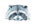 Watercolor single raccoon animal isolated