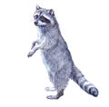 Watercolor single raccoon animal