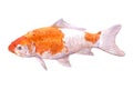 Watercolor single red carp fish isolated